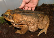 Giant Marine Toad