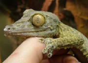 Leaf-tail Gecko