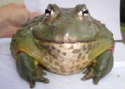 'Prince' Giant African Bullfrog