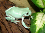 White's Tree Frog