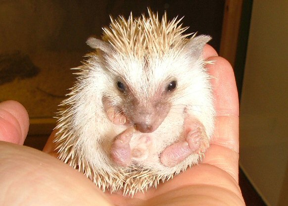 Spike the hedgehog
